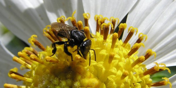 Abelhas são responsáveis pela polinização das flores.  (Foto: www.ruralpecuaria.com.br)