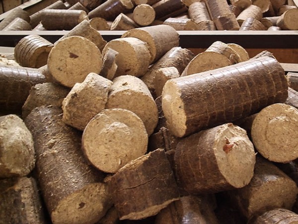 Foto: www.ciflorestas.com.br