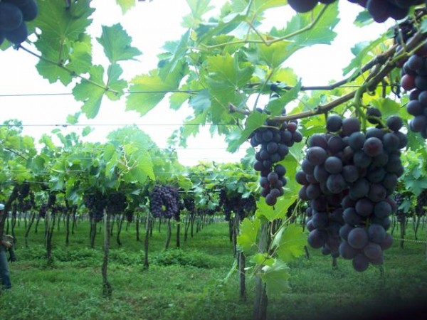 Foto: www.portalaz.com.br