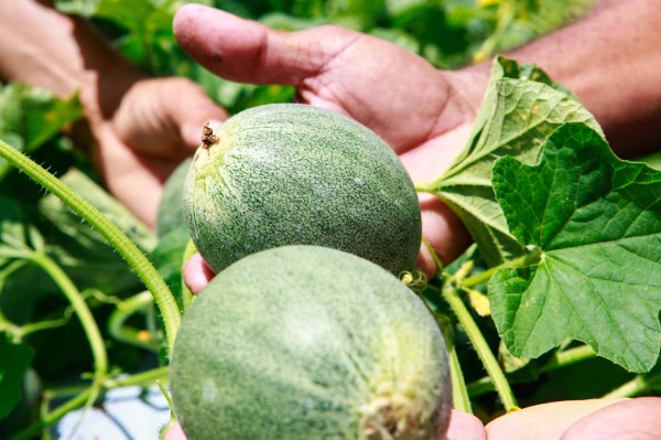 O Rio Grande do Norte produz 250 mil toneladas de melões por ano. (foto: Fred Veras / Agência Sebrae)