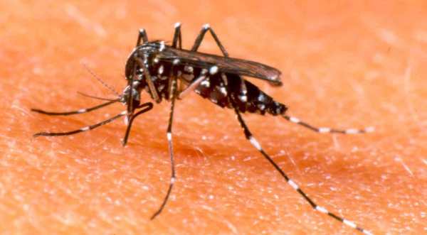 Mosquito Aedes aegypti, transmissor da dengue. (Foto: www.comunitexto.com.br)