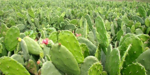 Foto: www.uepb.edu.br