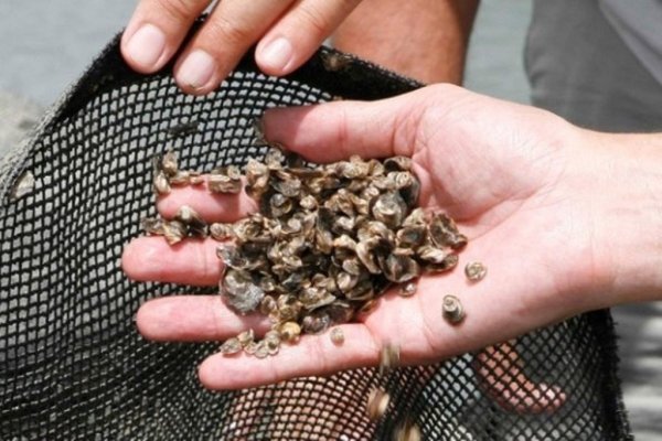 A meta é produzir pelo menos 180 milhões de sementes de ostras por ano. (Foto: Moraes Neto)