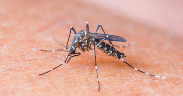 Assim como chikungunya e dengue, o tratamento da zika é sintomática e feito com paracetamol, desde recomendado por um médico.  (Foto: noticias.band.uol.com.br)